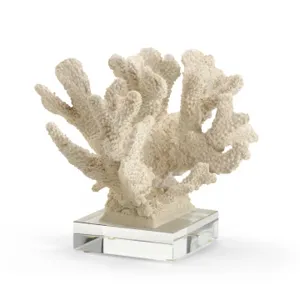 Coral Specimen
